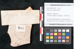 Foto (Objekt + Etikett) von Sequoia couttsiae Heer (NHMW-GEO-2024-0188-7957)
